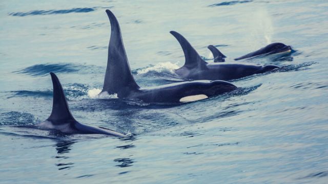 orca-whale-group