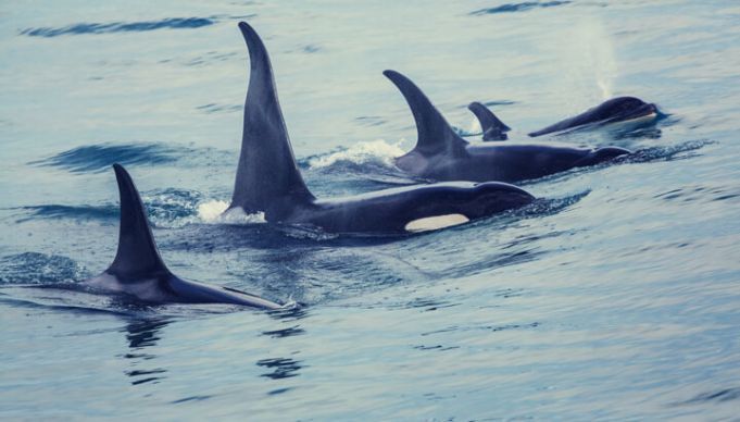 Is The U.S. Navy Harming Whales With Sonar?