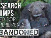 Research Chimps Used For Experiments Abandoned