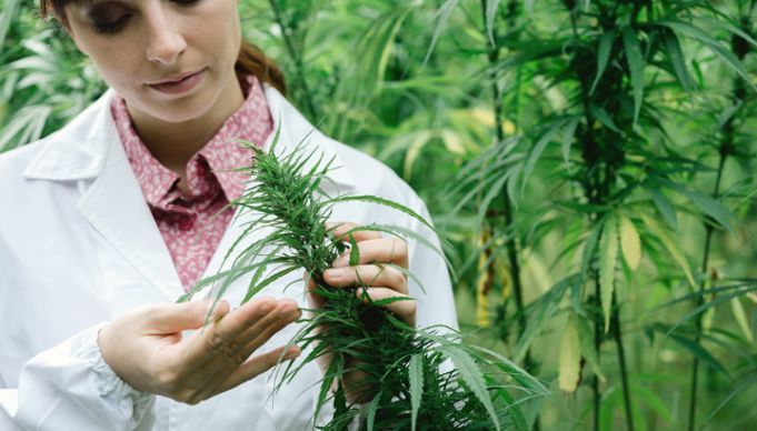 Would You Give Your Child Cannabis?