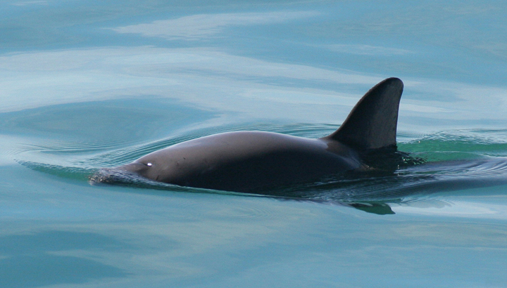 Vaquita4_Olson_NOAA