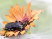 Friend Or Foe? 5 Critters You Want In Your Garden
