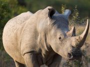 Can 3D Printing Save The Rhino?