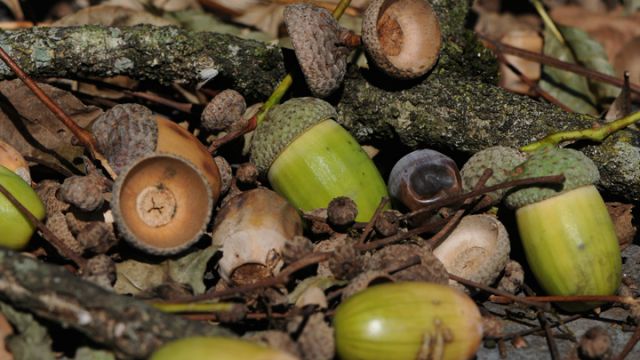 acorns