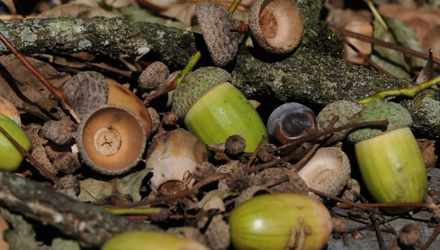 Become The Ultimate Forager: Try These 8 Wild Edible Plants