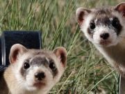 Drones To Deliver Vaccine To Endangered Ferrets
