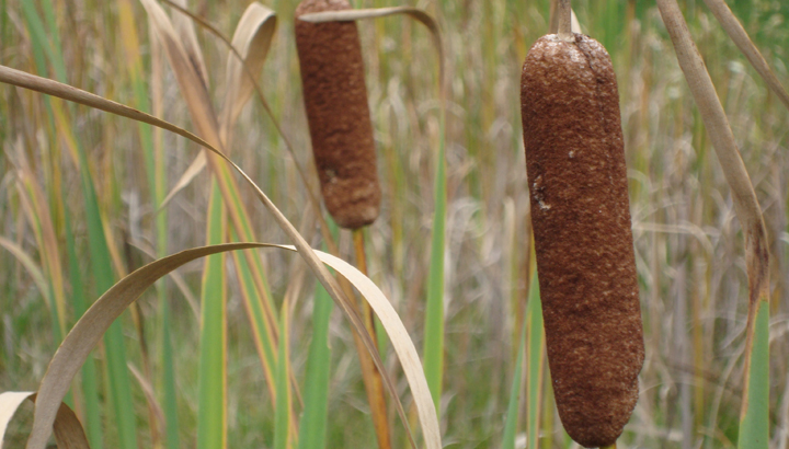 cattails