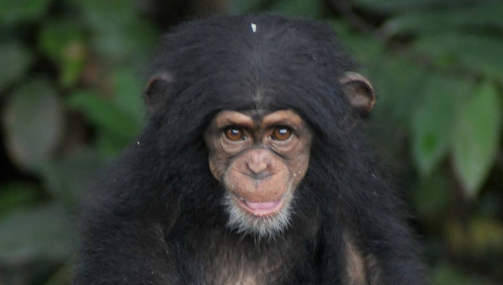 Photo courtesy “Save The Abandoned Chimps”