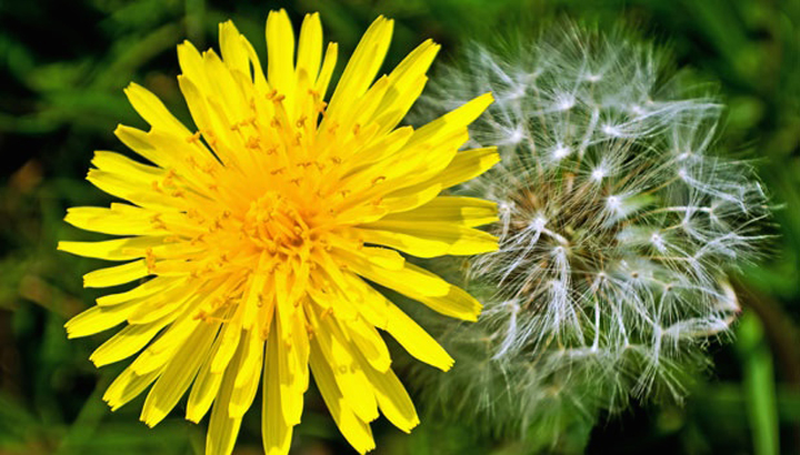 dandelions