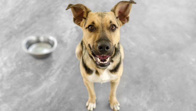 Ban The Bowls – Feed Your Dog With A Food Enrichment Device