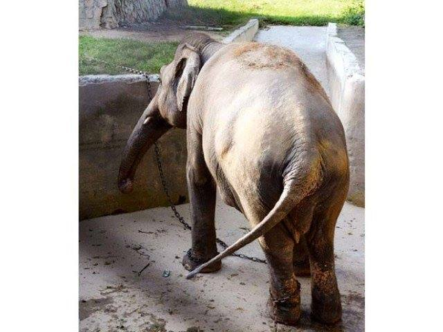 kaavan-elephant