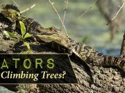 Gators Climbing Trees?