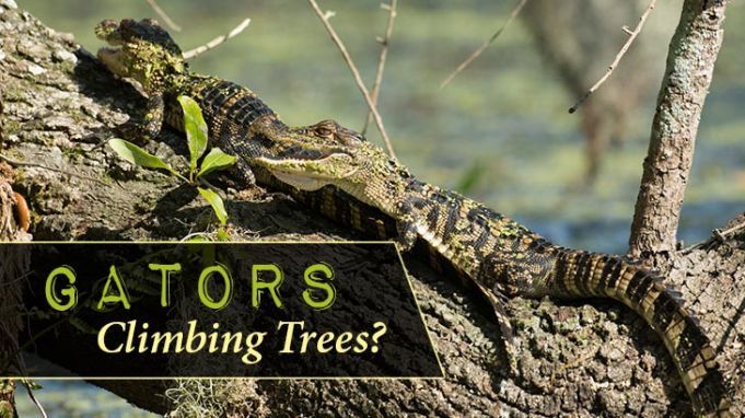 Gators Climbing Trees?