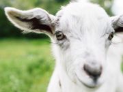 When Goats Need Help, They Look To Humans