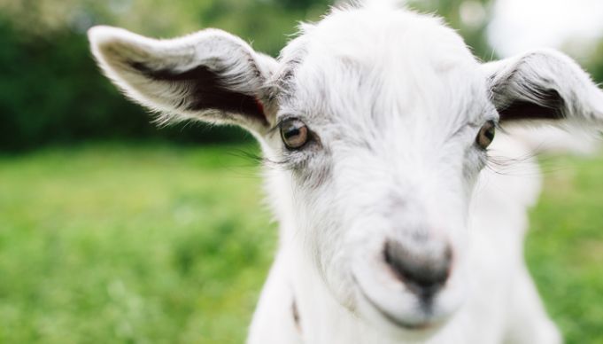 When Goats Need Help, They Look To Humans