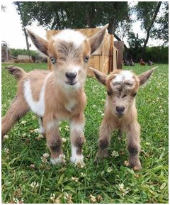 goats-stare-to-bond-with-humans