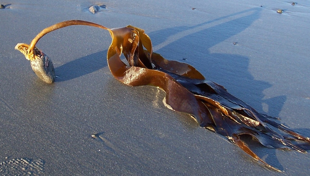 kelp