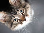 Things You Don’t Know About How Animals Communicate