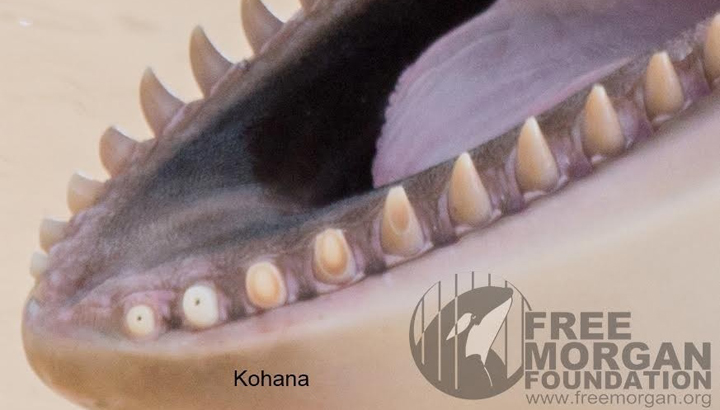 orca-teeth-1