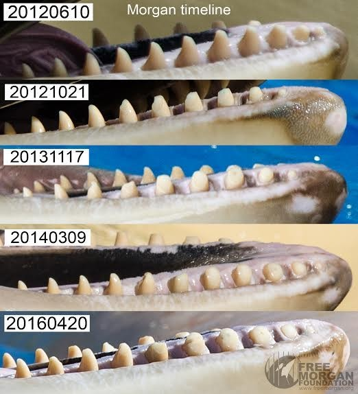 orca-teeth-2
