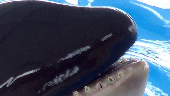 orca-teeth-4