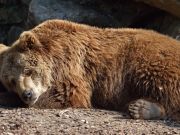 5 Lessons Hibernating Bears Can Teach Us About Health