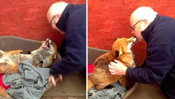 rescued-fox