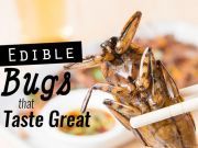 7 Edible Bugs That Taste Great