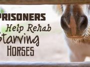Prisoners Help Rehab Starving Horses