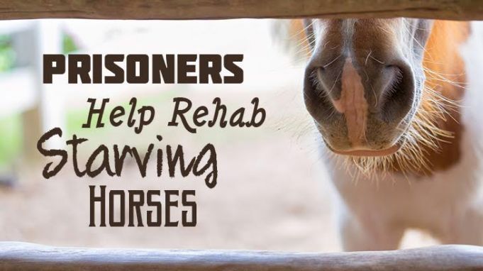 Prisoners Help Rehab Starving Horses
