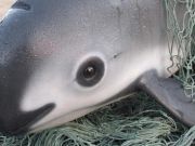 The World’s Rarest Marine Mammal Needs Your Help
