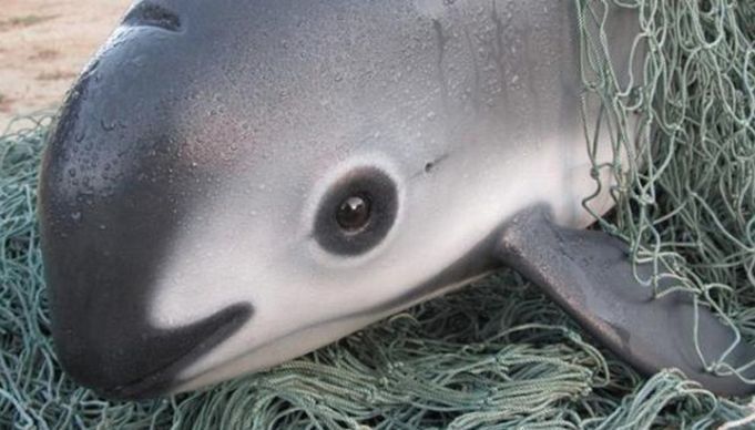 The World’s Rarest Marine Mammal Needs Your Help