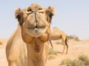 11 Reasons To Drink Camel Milk