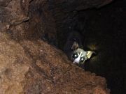 Firefighters Rescue Dog Trapped In 30-Foot Sinkhole