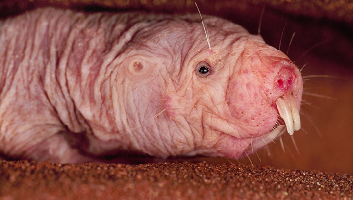 naked-mole-rat