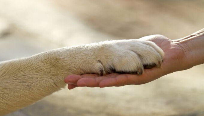 How To Protect Your Dog’s Feet From Summer Heat