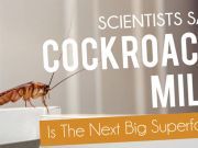 Scientists Say: Cockroach Milk Is The Next Big Superfood