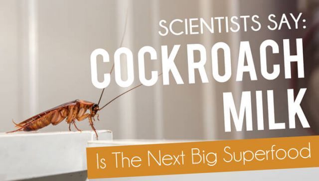 Scientists Say: Cockroach Milk Is The Next Big Superfood