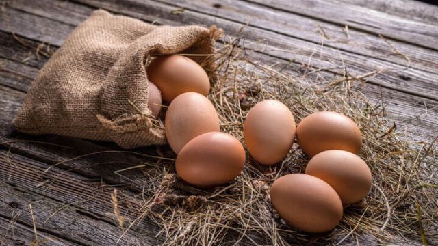 fresh-pasture-raised-eggs