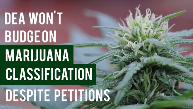 DEA Won’t Budge On Marijuana Classification Despite Petitions