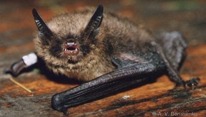 brants-bat