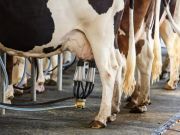 Stop Drinking This Milk NOW