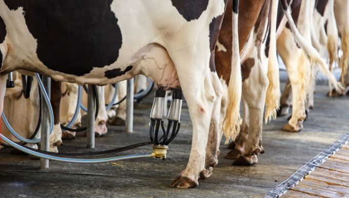 Stop Drinking This Milk NOW