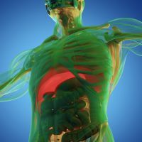 Human anatomy liver. Xray like view, futuristic scan. 3d illustration.