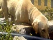 Animals Helping People Is More Common Than You Think