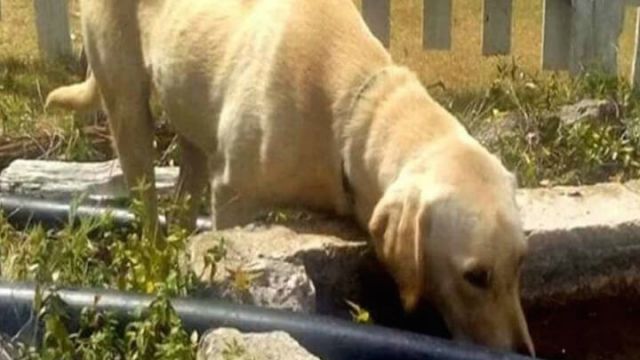 labrador-saves-lost-boy