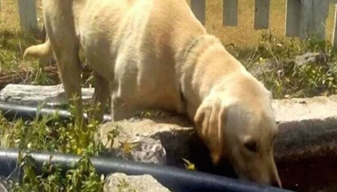 Animals Helping People Is More Common Than You Think