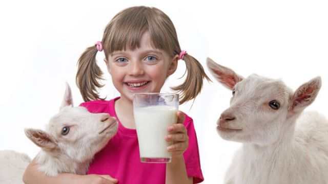 goat-milk