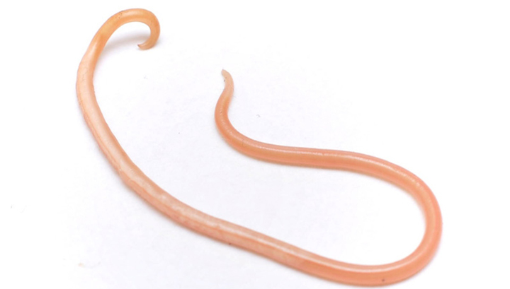 roundworm