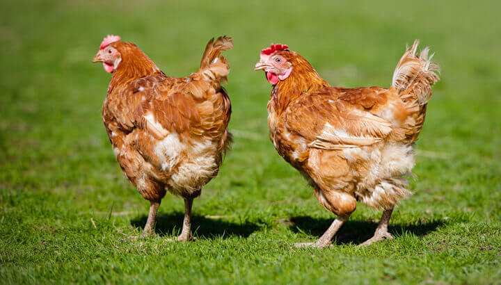 healthy-hens-outside
